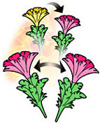 Tenyo Japan 131817 DOUBLE FLOWER (Magic Trick) (4905823131817)