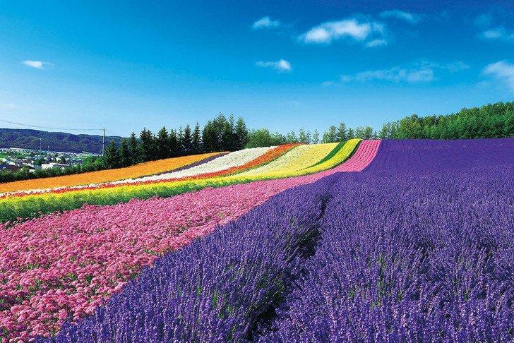 Epoch Jigsaw Puzzle 10-800 Panoramic Flower Gardens Shikisai-no-oka Hokkaido Japan (1000 Pieces)