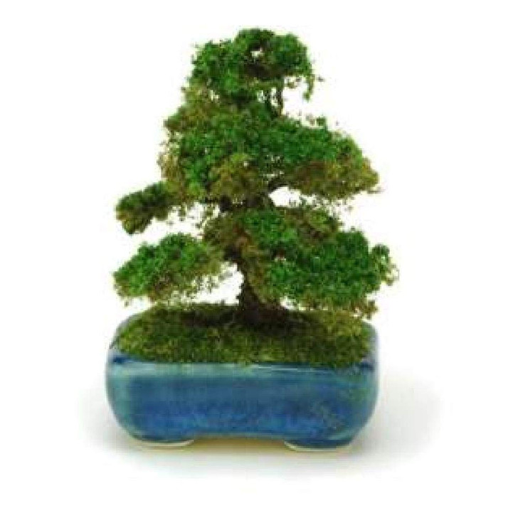 Platz BONT04 The Bonsai Kakubachi Cedar (Navy Blue) 1/12 Scale Finished Model
