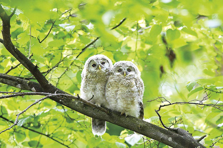 Yanoman Jigsaw Puzzle 03-896 Happy White Owl (300 Pieces)