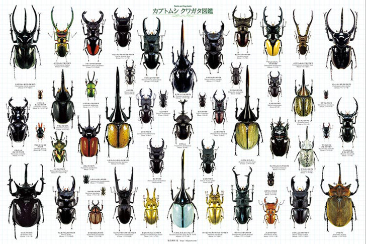 Epoch Jigsaw Puzzle 11-552 Beetle and Stag beetle Picture Book (1000 Pieces)