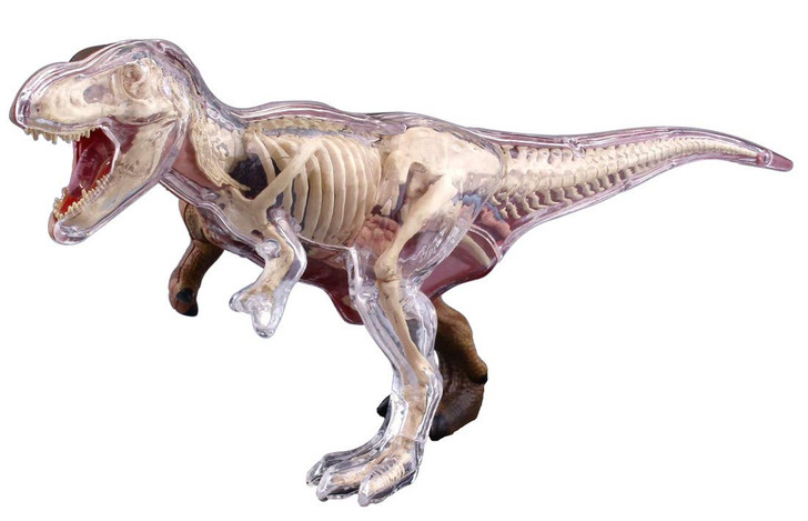 Aoshima 4D Vision No.22 T-Rex Anatomy Model Non-scale Kit