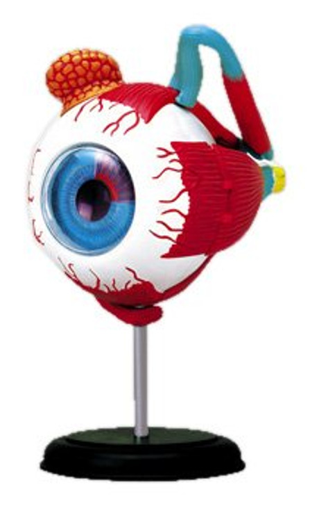 Aoshima 4D Vision Human Anatomy Model No.2 Eyeball Non-scale Kit