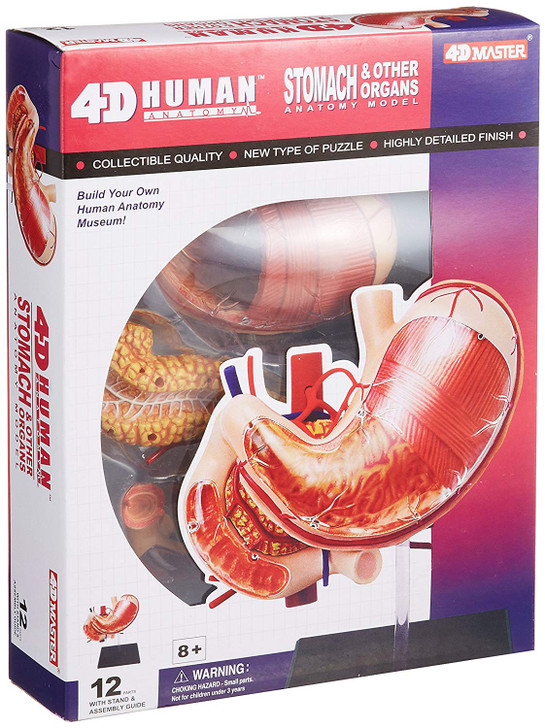 Aoshima 4D Vision Human Anatomy Model No.9 Stomach & Other Organs Non-scale Kit