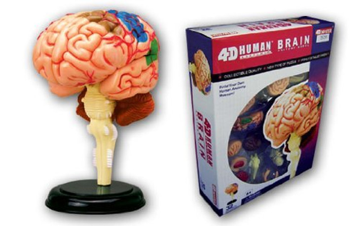 Aoshima 4D Vision Human Anatomy Model No.12 Brain Non-scale Kit