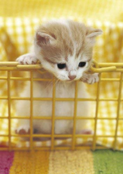 Epoch Jigsaw Puzzle 04-529 Curious Kitten (216 S-Pieces)