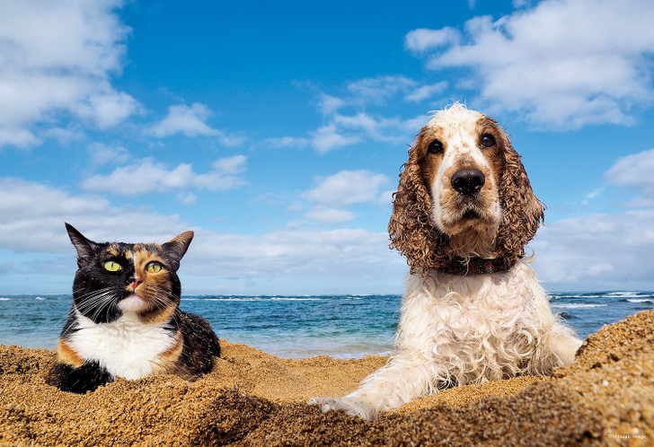 Epoch Jigsaw Puzzle 26-260 Cat and Dog By The Beach (300 Pieces)