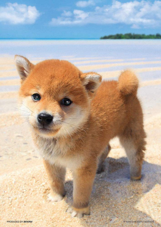 Beverly Jigsaw Puzzle P108-840 Shiba Puppy and the Sea (108 Pieces)