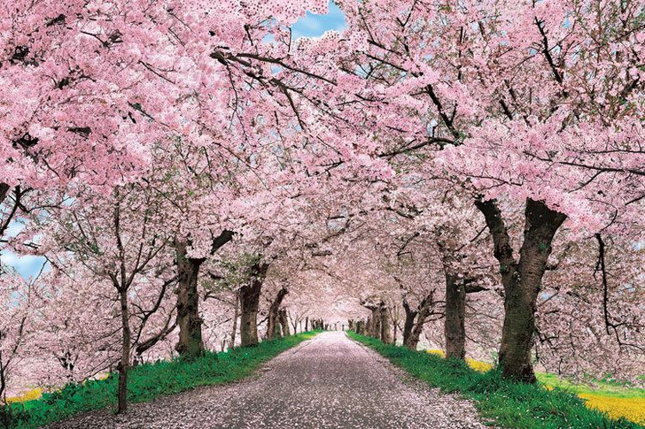 Jigsaw Puzzle Gongendo Tsutsumi`s Cherry Blossom Season (1000 Pieces)