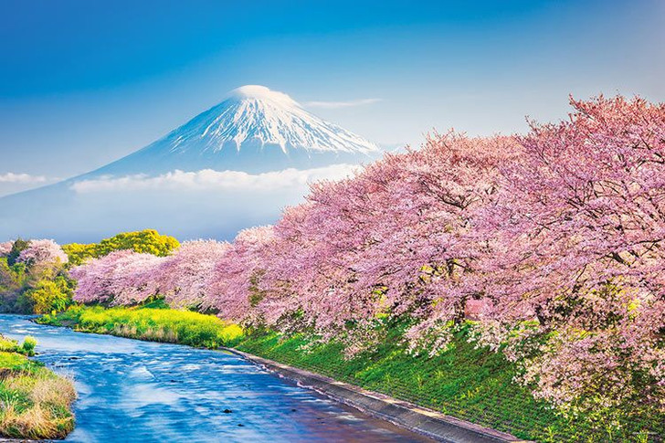 Yanoman 10-1387 Jigsaw Puzzle Mt.Fuji During Cherry Blossom Season (1000 Pieces)