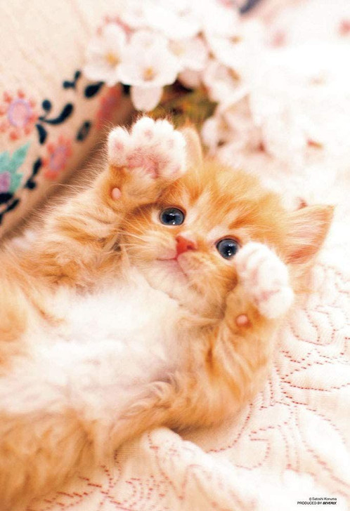 Beverly Jigsaw Puzzle Rock Paper Scissors Kitten Cat (150 L-Pieces)