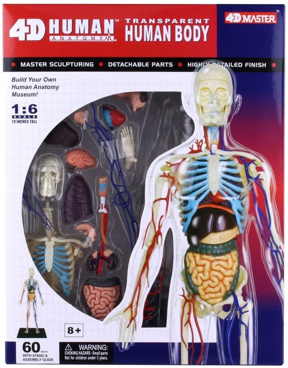 Aoshima 4D Vision Human Body Anatomy Plastic Model