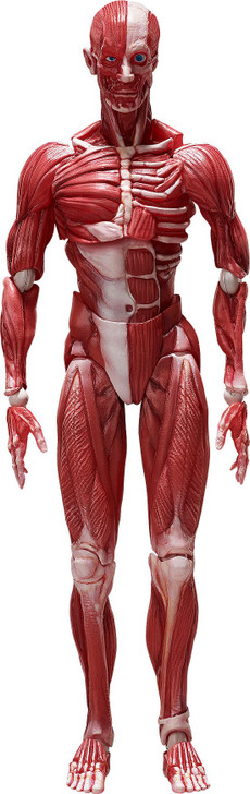 FREEing figma Human Anatomical Model