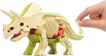 3D Anatomy Puzzle Triceratops