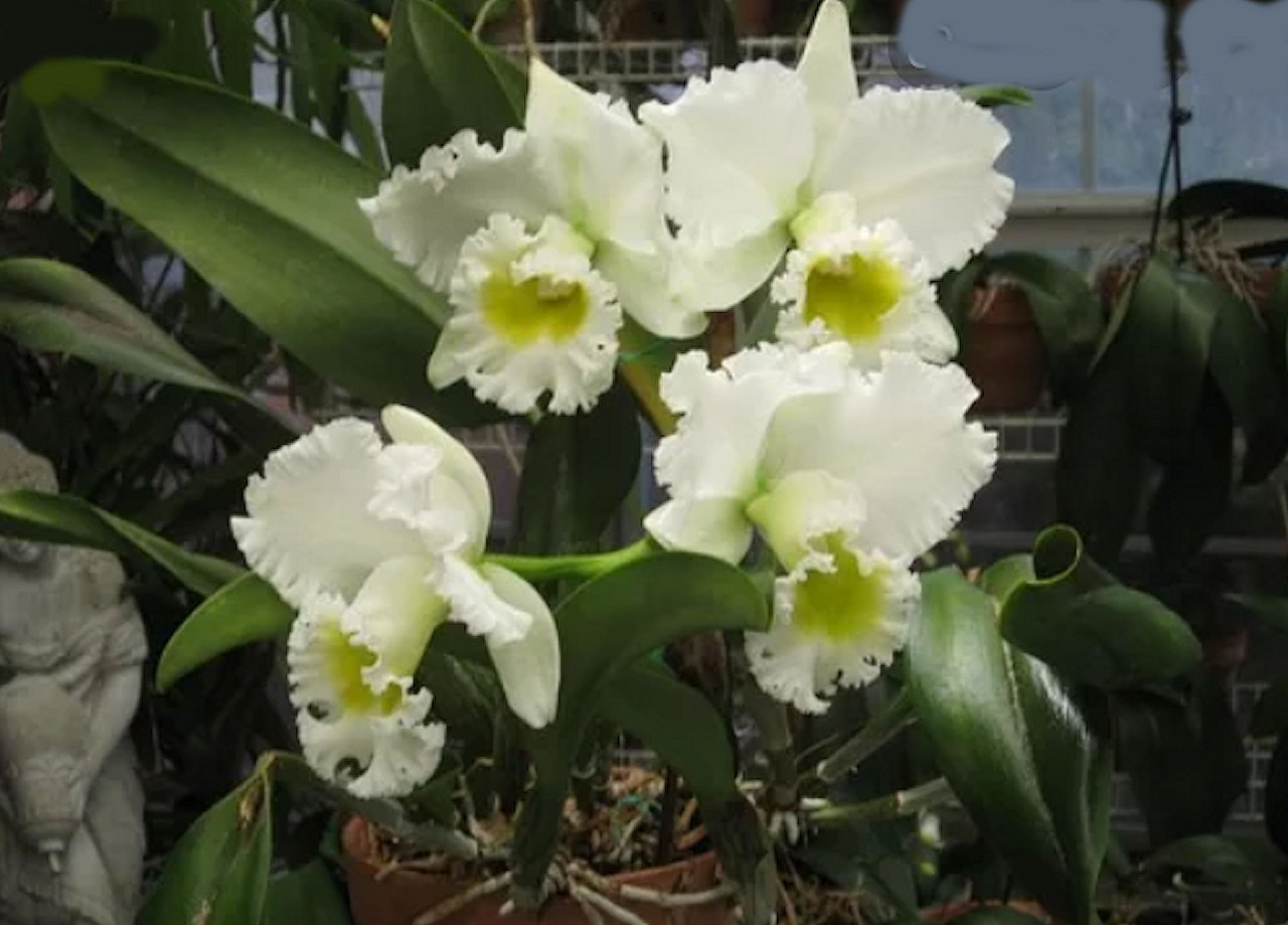 Blc Burdekin Wonder 'Lakeland' - Orchid Supply Store