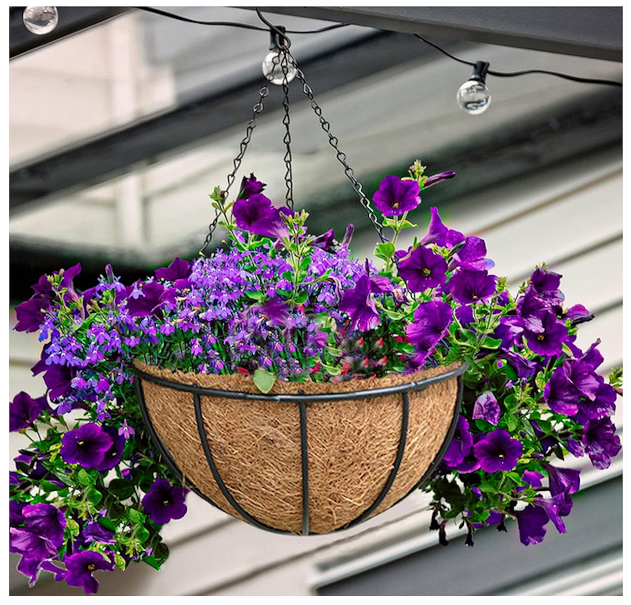 Premium 10 Inch Coconut Fiber Basket Liner - Orchid Supply Store