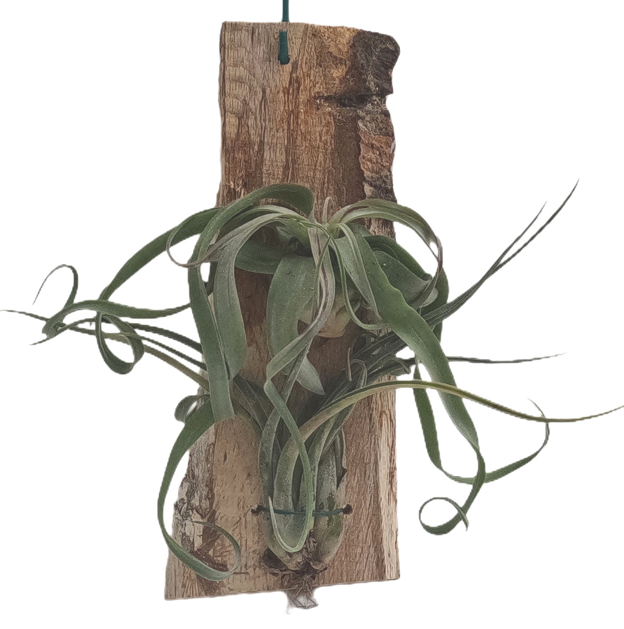 dracaena sanderiana lucky bamboo Lucky Bamboo