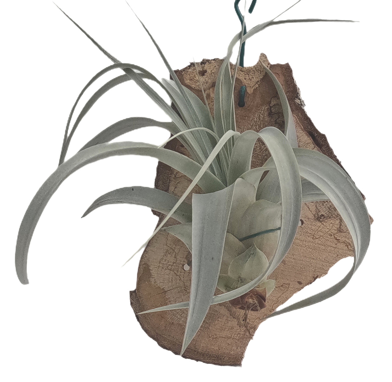 Mount Your Air Plant on Wood - Tillandsia Jucunda - Orchid Supply Store