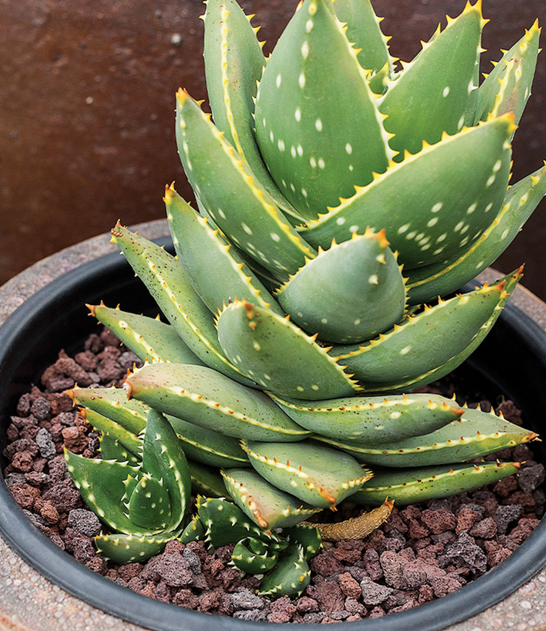 Horticultural Lava Rock Black 3/8