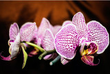 Phalaenopsis Orchids for Sale: Phalaenopsis Orchid Care 101