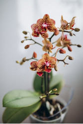 Why Orchid Bark Is an Excellent Growing Medium