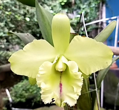 Shop By Categories - Live Plants - Orchids - Cattleya - Orchid 