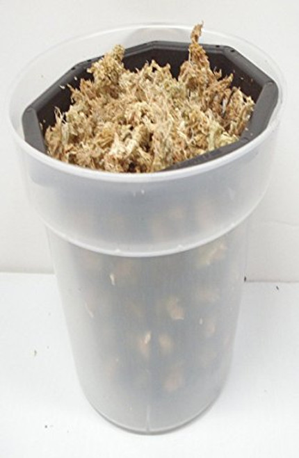 Orchid 6 1/2 inch Clear Plastic Pot & 6 inch Basket filled with New Zealand Moss