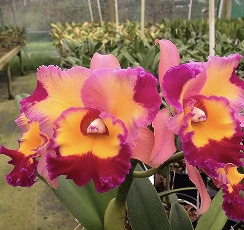 RLC Dick Smith 'Paradise'