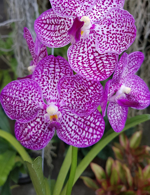 Vanda Boonserm Beauty