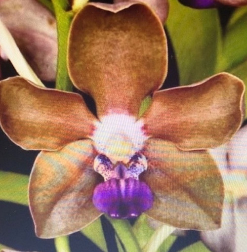 Vanda Tessellata x Sandra Gail Hatos