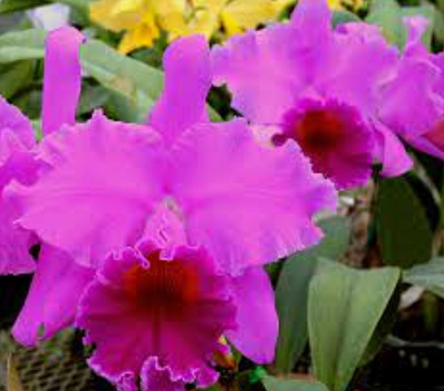 Mount Your Orchid on Wood - Rlc General Grand 'Dark Joy' x Rlc Valley Isle Charm 'Maui'