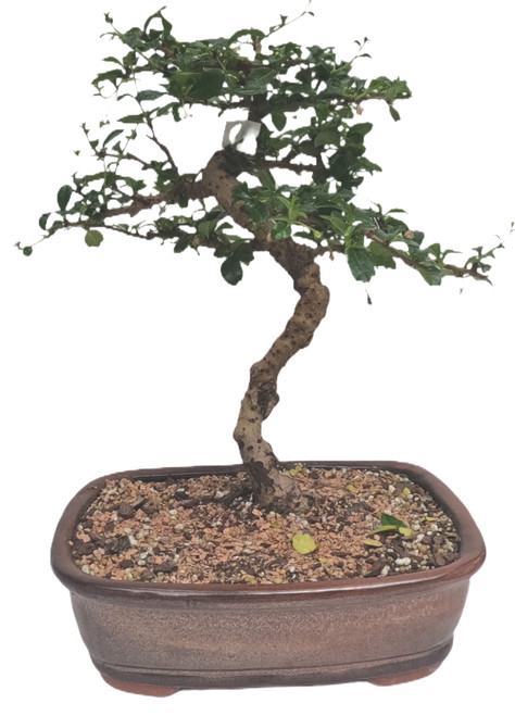 Fukien Tea Tree Bonsai #1 - 10 Years Old