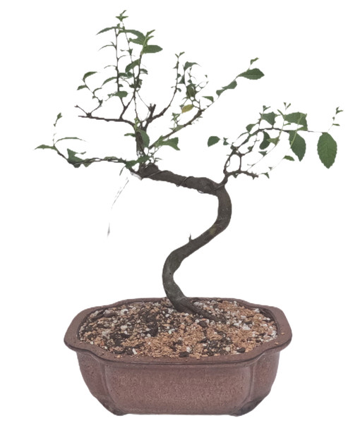 Chinese Elm Tree Bonsai - 8 Years Old #1