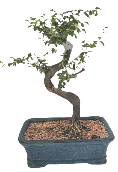 Chinese Elm Tree Bonsai - 8 Years Old #2