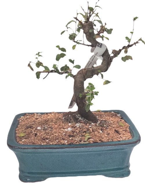 Chinese Elm Tree Bonsai - 8 Years Old #3