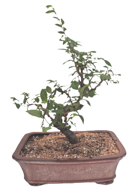 Chinese Elm Tree Bonsai - 10 Years Old