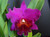 Mount Your Orchid on Wood - Rlc Hawaiian Ruby 'Paradise' Purple