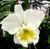 Mount Your Orchid on Wood - Blc Burdekin Wonder 'Lakeland' x Lc Spring Squall x Bc Mt Hood 'Mary'