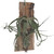 Mount Your Air Plant on Wood - Tillandsia Caput-Medusae & Jucunda