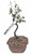 Chinese Elm Tree Bonsai - 8 Years Old #1