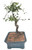 Chinese Elm Tree Bonsai - 8 Years Old #2