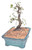 Chinese Elm Tree Bonsai - 8 Years Old #3