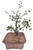 Chinese Elm Tree Bonsai - 10 Years Old