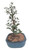 Brush Cherry Tree Bonsai - 8 Years Old