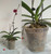 Clear Plastic Pot - Virtually Clear 8 1/4" Pot
