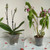 Clear Plastic Pot - Virtually Clear 8 1/4" Pot