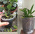 Clear Plastic Pot - Virtually Clear Plastic Pot 7" Clear Plastic Pot - Virtually Clear Plastic Pot 7"
