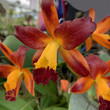 Ctt Vargut Startrack Golden Tiger 'Cluster Red Orange'