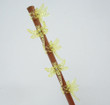 Dragonfly Clips for Orchids or plant spikes Pack of 5 Yellow