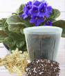 All you need to re-pot your African Violet